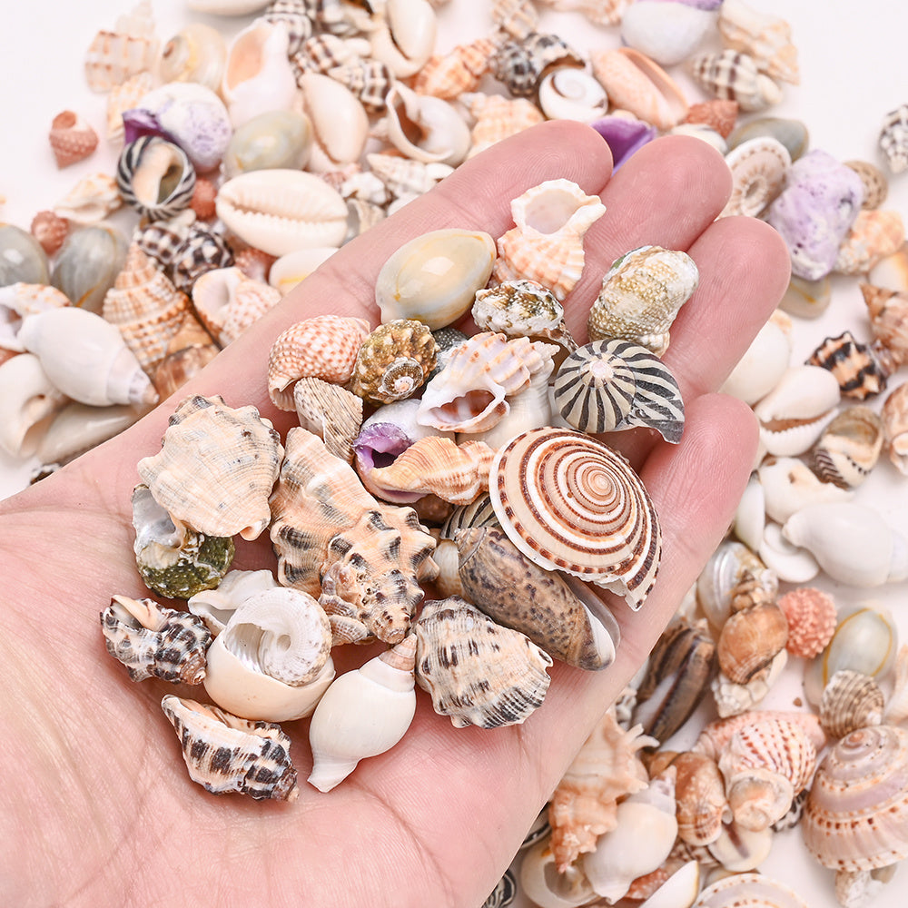 Natural Shell Beads Assortment