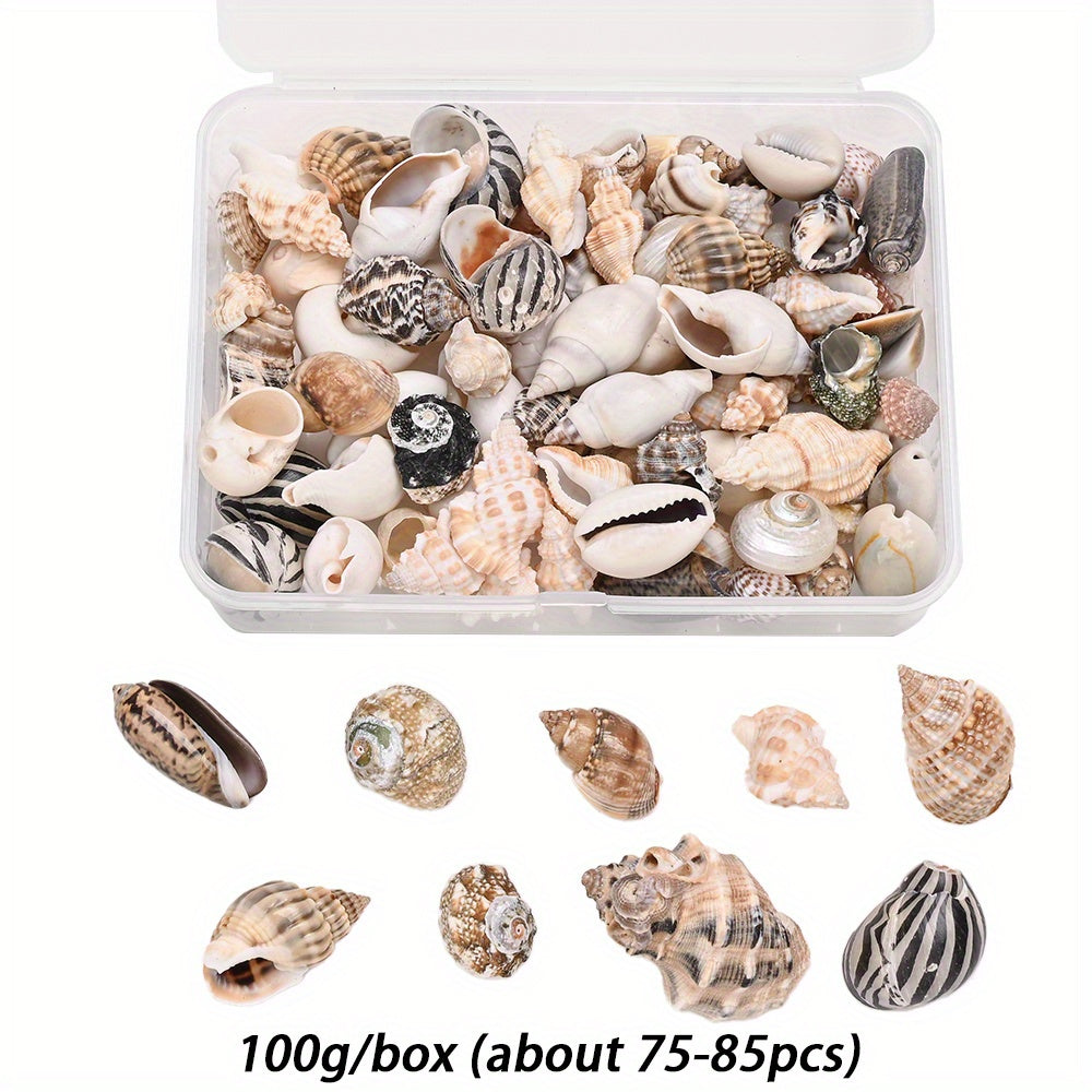 Natural Shell Beads Assortment