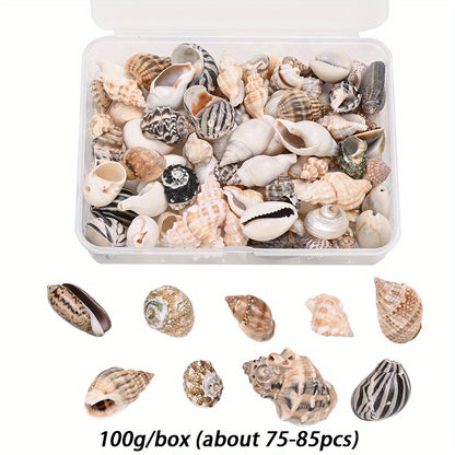 Natural Shell Beads Assortment