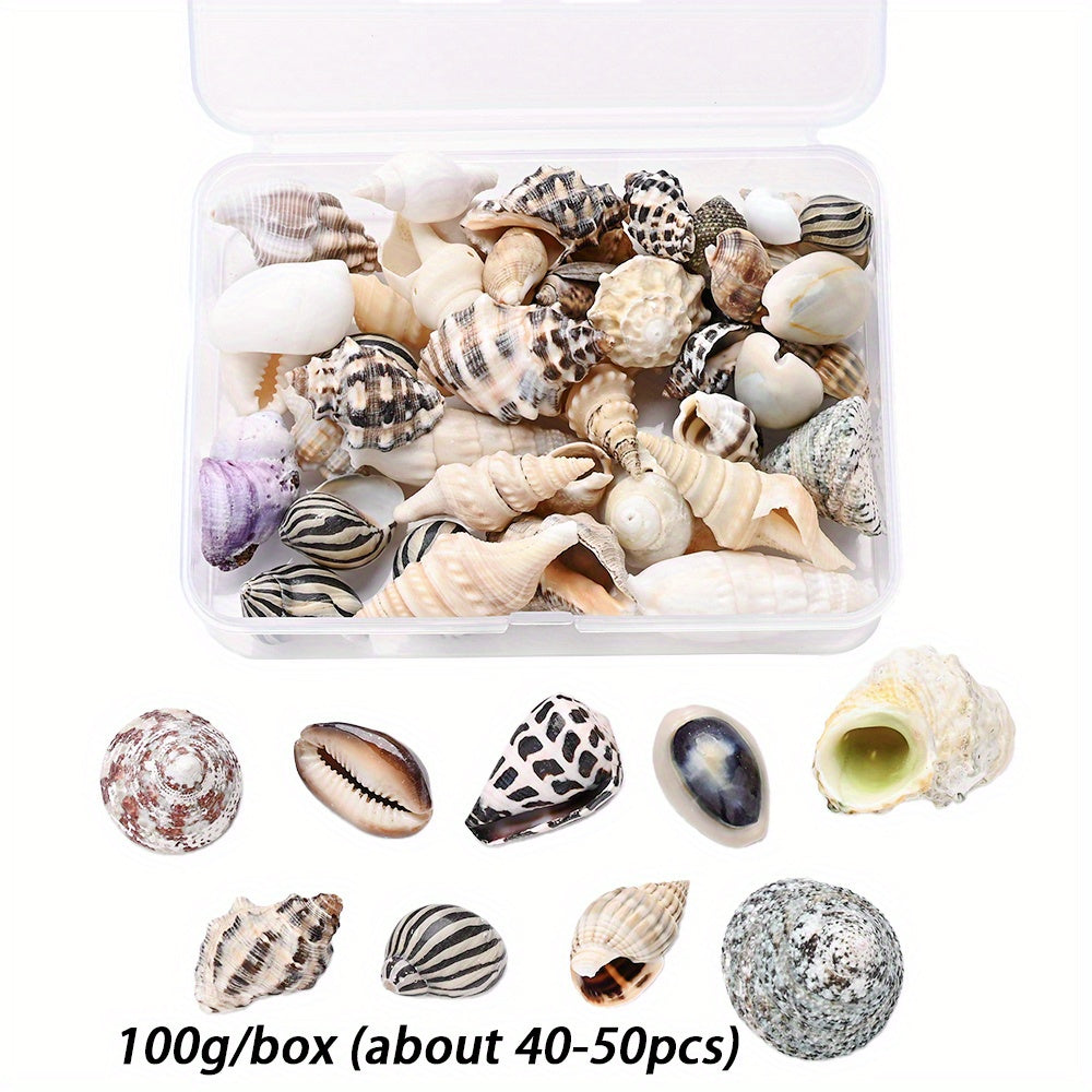 Natural Shell Beads Assortment
