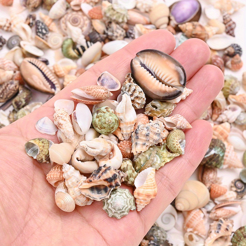 Natural Shell Beads Assortment