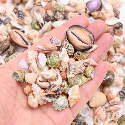 Natural Shell Beads Assortment