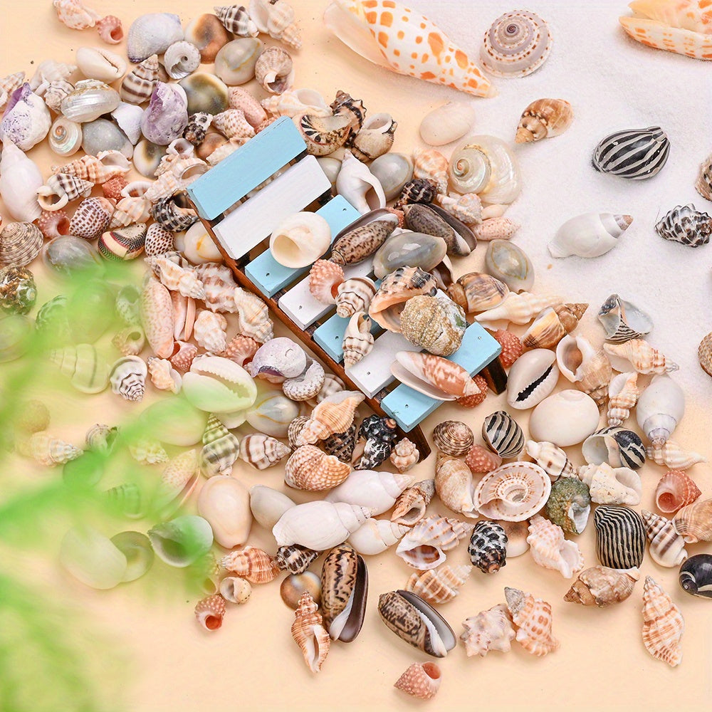 Natural Shell Beads Assortment