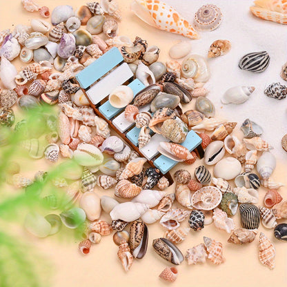 Natural Shell Beads Assortment