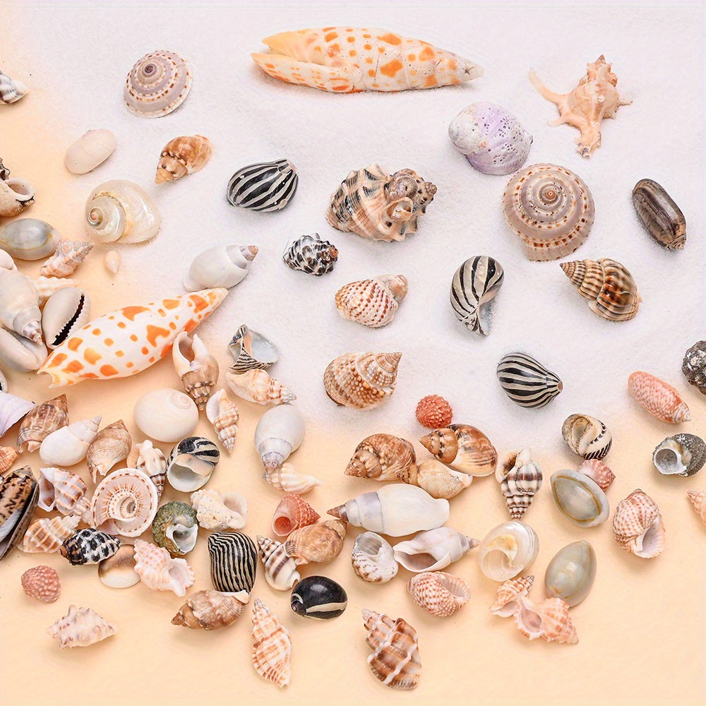Natural Shell Beads Assortment