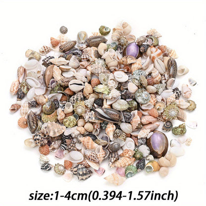 Natural Shell Beads Assortment