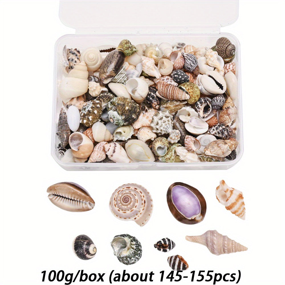 Natural Shell Beads Assortment