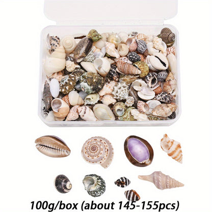 Natural Shell Beads Assortment