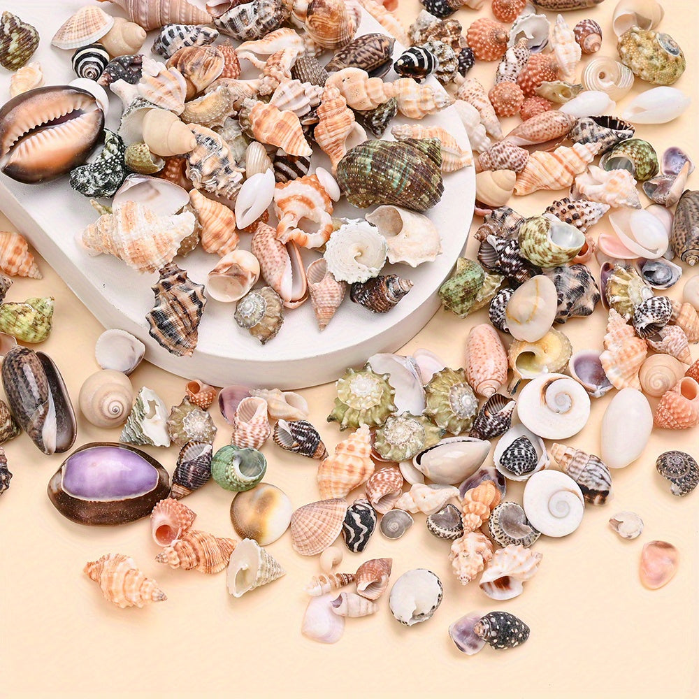 Natural Shell Beads Assortment