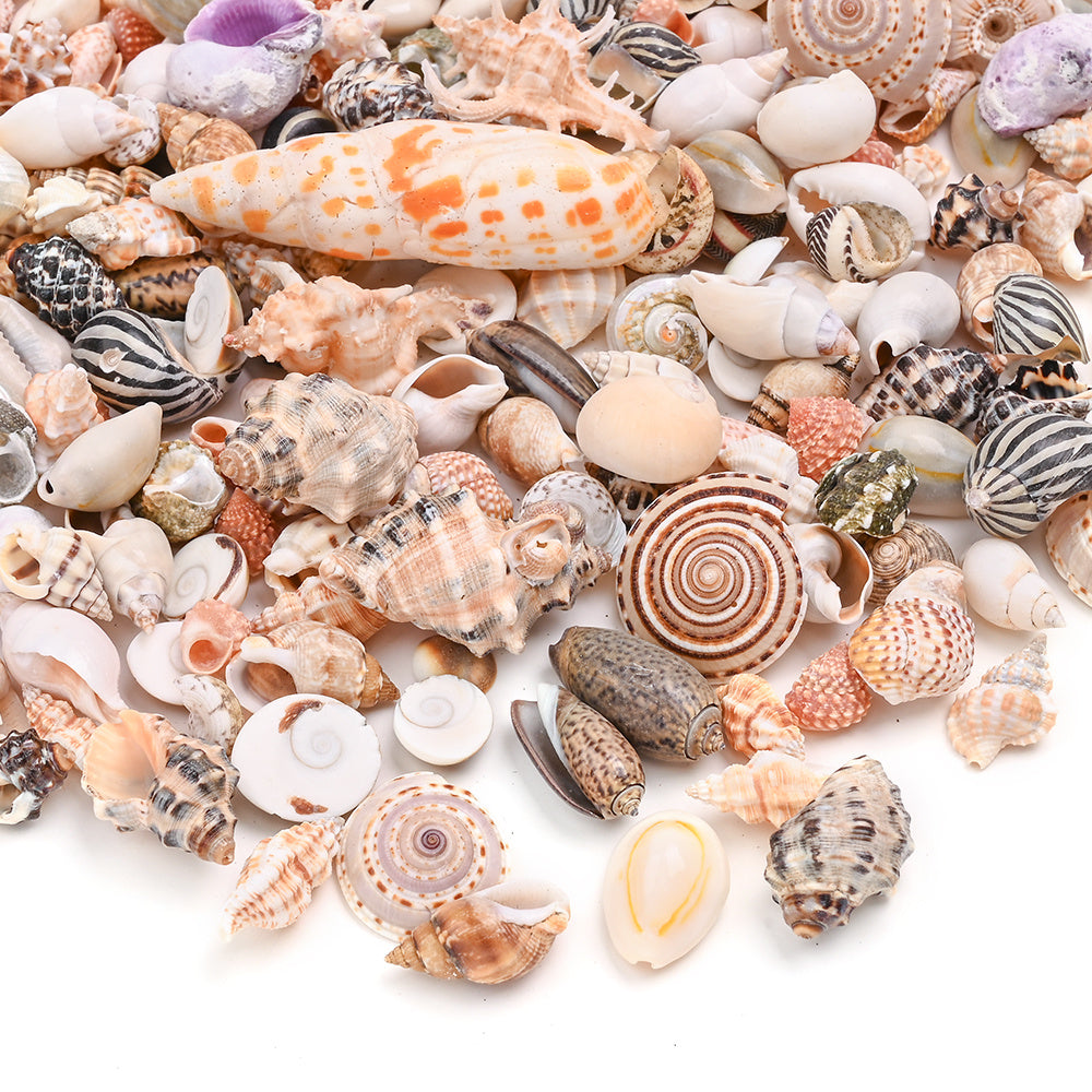 Natural Shell Beads Assortment
