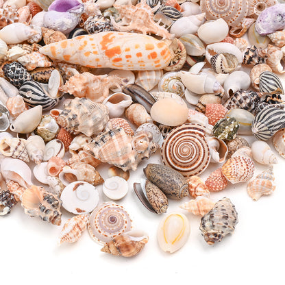 Natural Shell Beads Assortment