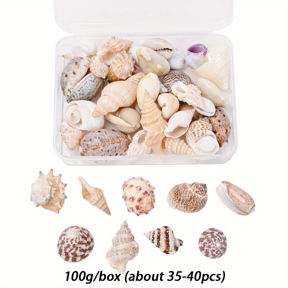 Natural Shell Beads Assortment