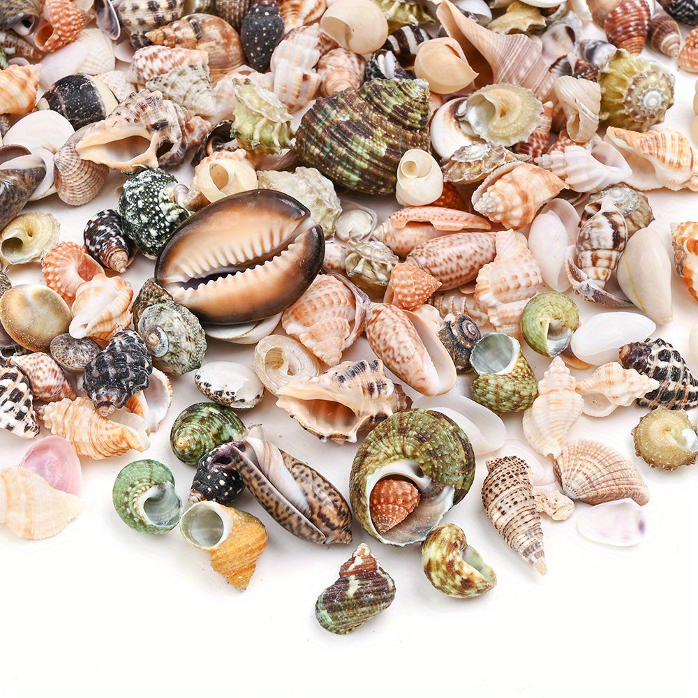 Natural Shell Beads Assortment