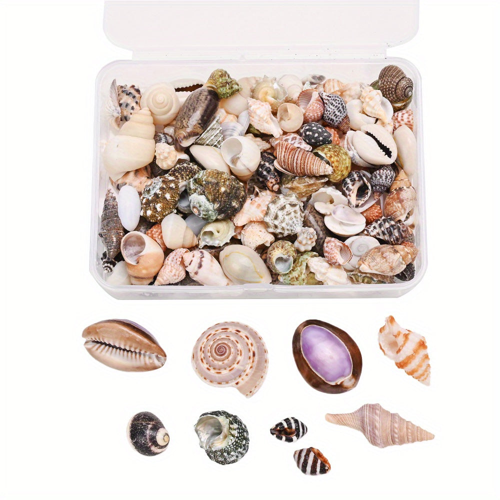 Natural Shell Beads Assortment