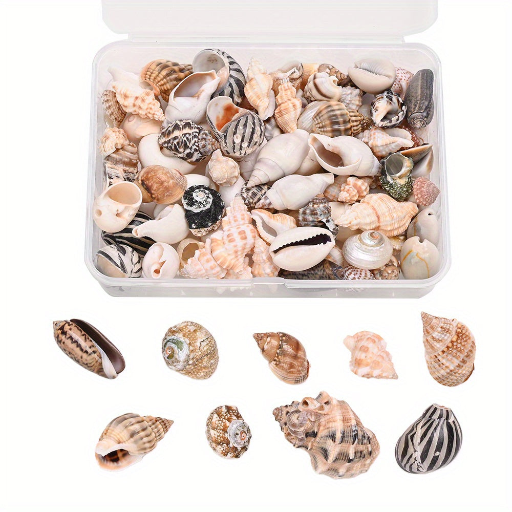 Natural Shell Beads Assortment