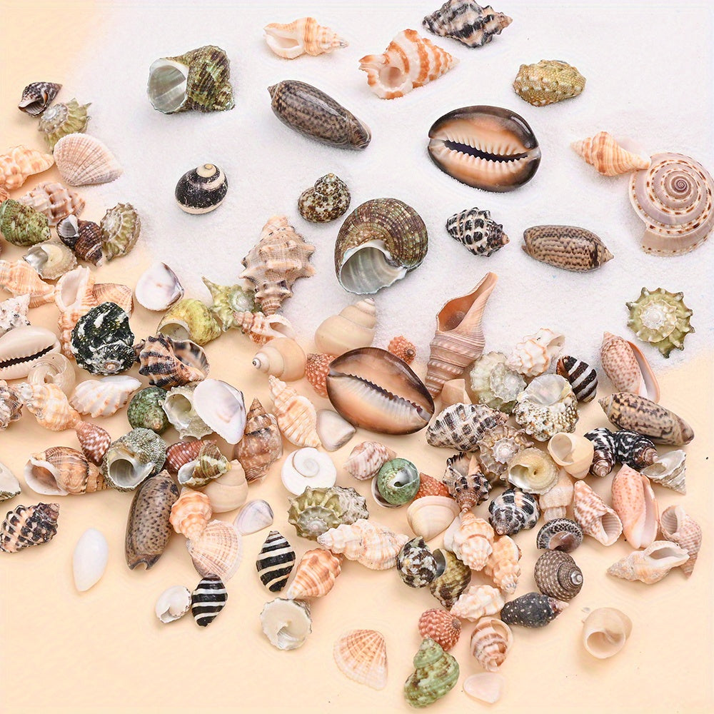 Natural Shell Beads Assortment
