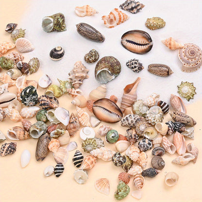 Natural Shell Beads Assortment
